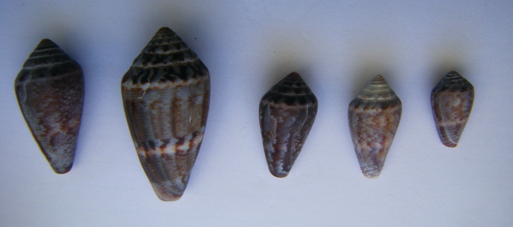 Bivalve 4 = Tapes (Ruditapes) decussatus (Linn, 1758)